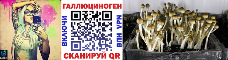 Купить  Губаха  Псилоцибиновые грибы GOLDEN TEACHER 
